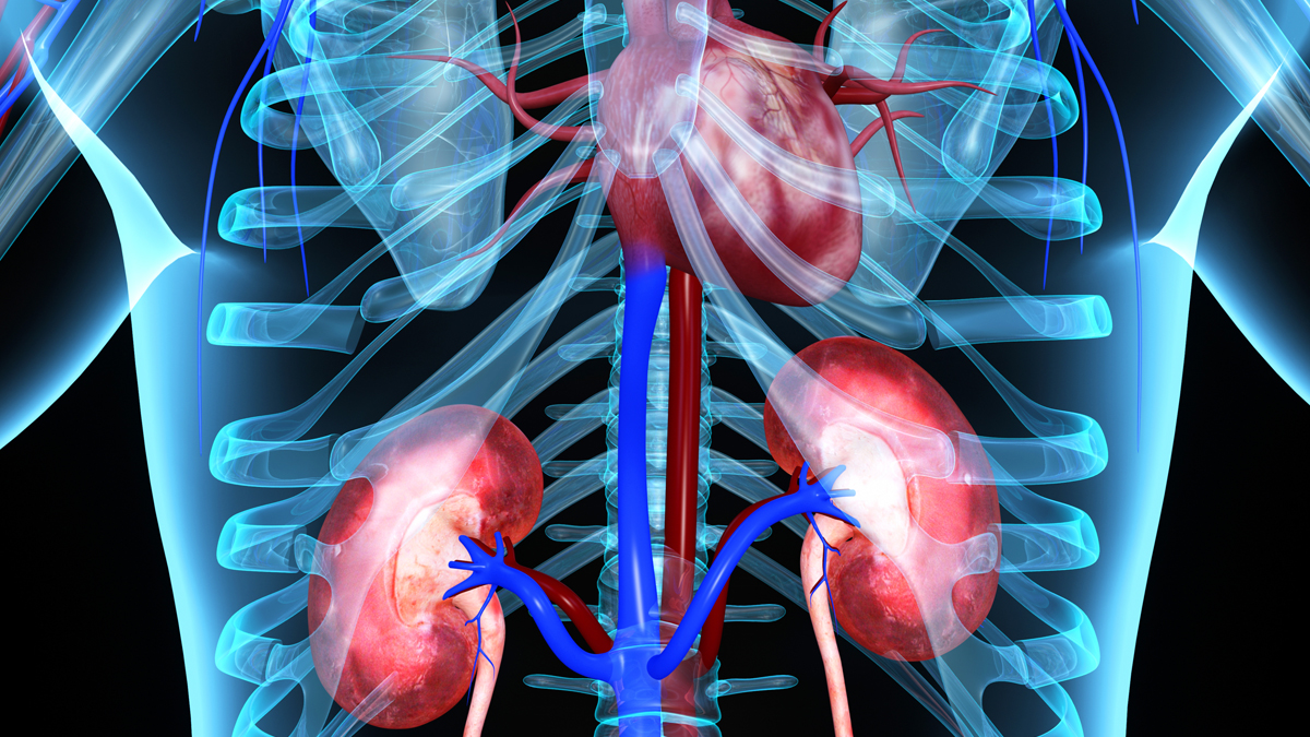 CME-Bild zum Fachgebiet Nephrologie